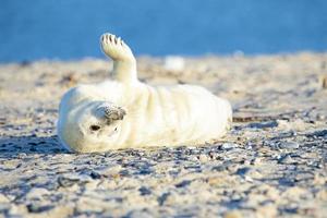 foca grigia (halichoerus grypus) rilassante sulla spiaggia foto