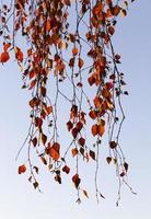 fogliame giallo, autunno foto