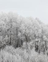 foresta invernale fotografata foto