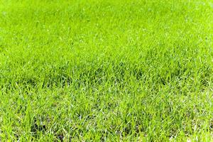 germoglio di grano verde foto