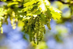 quercia in fiore. molla foto