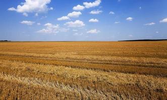 agricoltura . cereali. estate foto