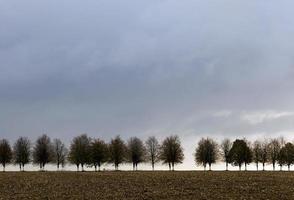 fila di alberi, primo piano foto