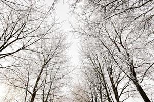 alberi d'inverno. fotografato foto