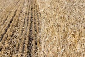 mezzo campo, primo piano foto