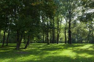 bella mattina, parco foto