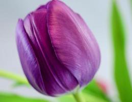 primo piano dei petali del tulipano foto