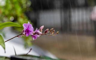 fiore di orchidea sotto la pioggia foto