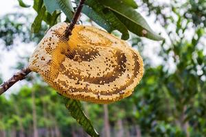 giallo bellissimo nido d'ape con miele e giovane ape sull'albero.