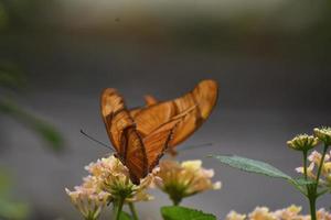 due preziose farfalle fritillary del golfo arancio in natura foto