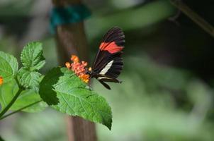 profilo di una farfalla postino su un bel fiore foto