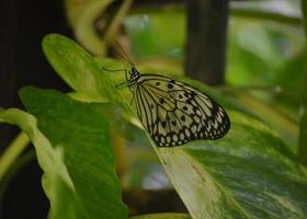 farfalla della ninfa degli alberi in un giardino di fogliame foto