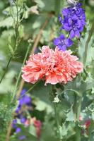 papaveri e delphinium in un giardino fiorito foto