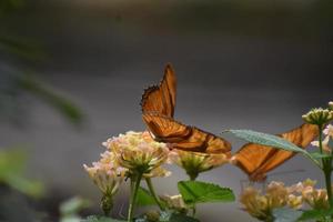 due bellissime farfalle fritillary del golfo arancione in natura foto