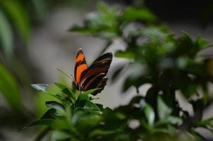 farfalla tigre di quercia davvero elegante in natura foto