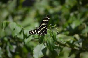 preziosa farfalla zebrata in bianco e nero in primavera foto