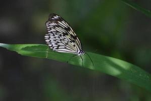 farfalla di carta di riso su una lunga foglia di daylily foto