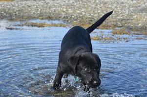 nero labrador retriever cucciolo di cane che gioca nell'oceano foto