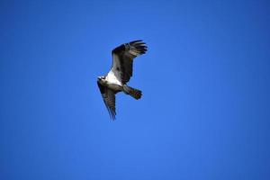 sorprendente falco pescatore volante con segni distintivi in volo foto