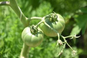 pomodori verdi acerbi su una vite da giardino foto