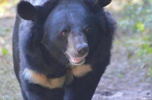 orso del sole espressivo che cammina lungo un lento legname foto