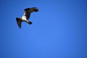 fantastico falco pescatore in un cielo blu scuro foto