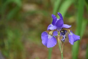 iris siberiano in fiore piuttosto viola in un giardino foto