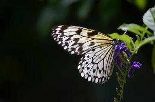 sole che splende attraverso le ali di una farfalla di carta di riso foto
