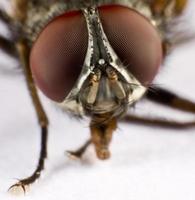 testa di una mosca domestica - tre