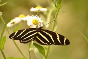 splendido primo piano di una farfalla zebra al sole foto