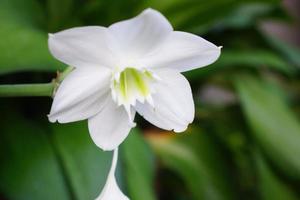 fiore bianco vicino con fogliame verde sullo sfondo foto