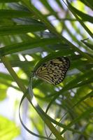 sguardo meraviglioso a una farfalla di ninfa arborea nel fogliame foto