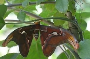 splendida falena atlante arancione dalle ali lunghe in natura foto