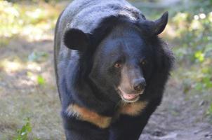 orso del sole in movimento con un viso carino foto