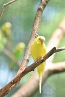 vivace pappagallo giallo in estate foto