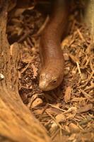 lucertola di vetro europea una lucertola senza gambe non un serpente foto