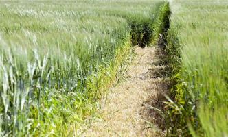 foto agricoltura, europa