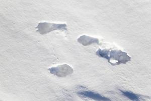 campo coperto di neve foto