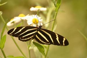 splendida farfalla zebrata nella splendida luce del sole foto