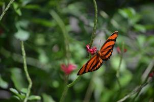 graziosa farfalla tigre di quercia intorno a fiori rosa foto