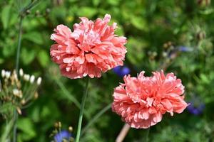 papaveri rosa arruffati che fioriscono e fioriscono in un giardino foto