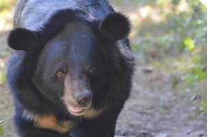 da vicino con la faccia di un orso del sole foto