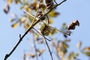 castagne incrinate, da vicino foto