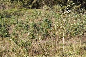 la natura autunnale e la sua influenza sulla natura foto