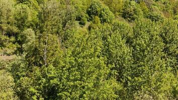 foresta decidua, primo piano foto