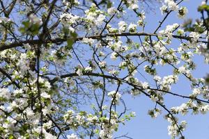 alberi da frutto in fiore foto