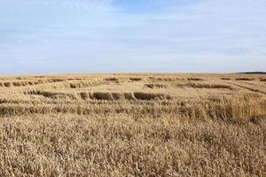 cereali gialli maturi foto