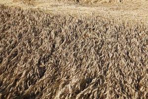 campo di cereali in estate foto