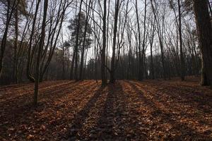 alberi nella stagione autunnale foto