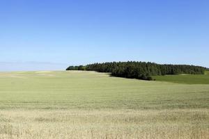 campo di cereali in estate foto